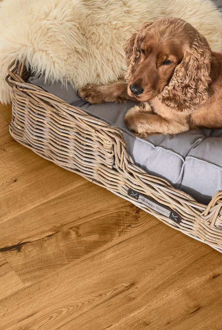 Hund in einem Hundekorb, der Hundekorb liegt auf einem hochwertigen Parkettboden